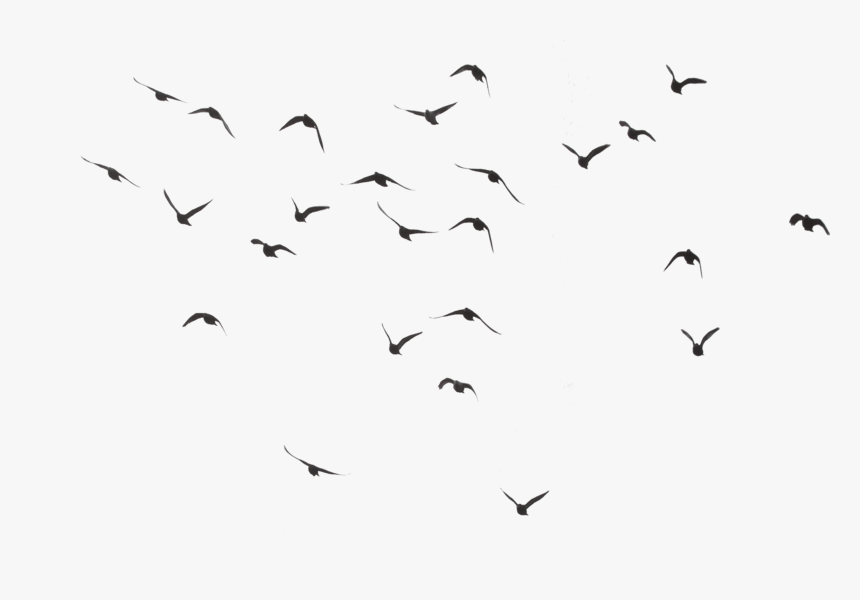 Detail Birds Fly Png Nomer 5