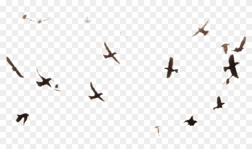 Detail Birds Fly Png Nomer 49