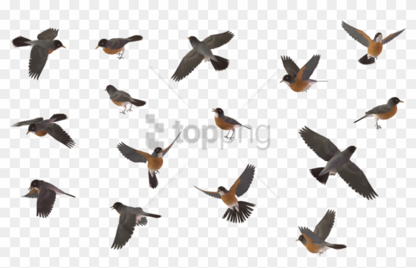 Detail Birds Fly Png Nomer 52