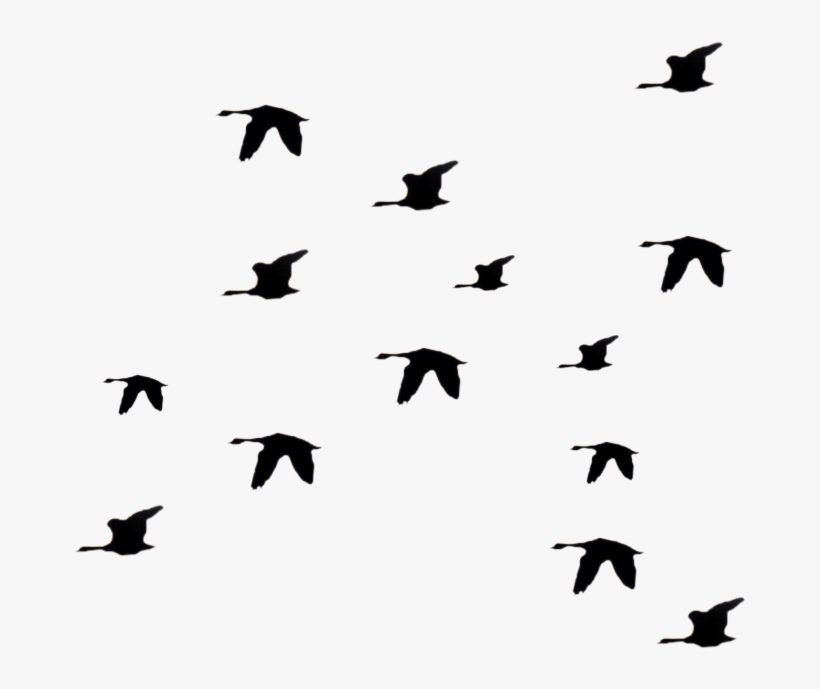 Detail Birds Fly Png Nomer 6