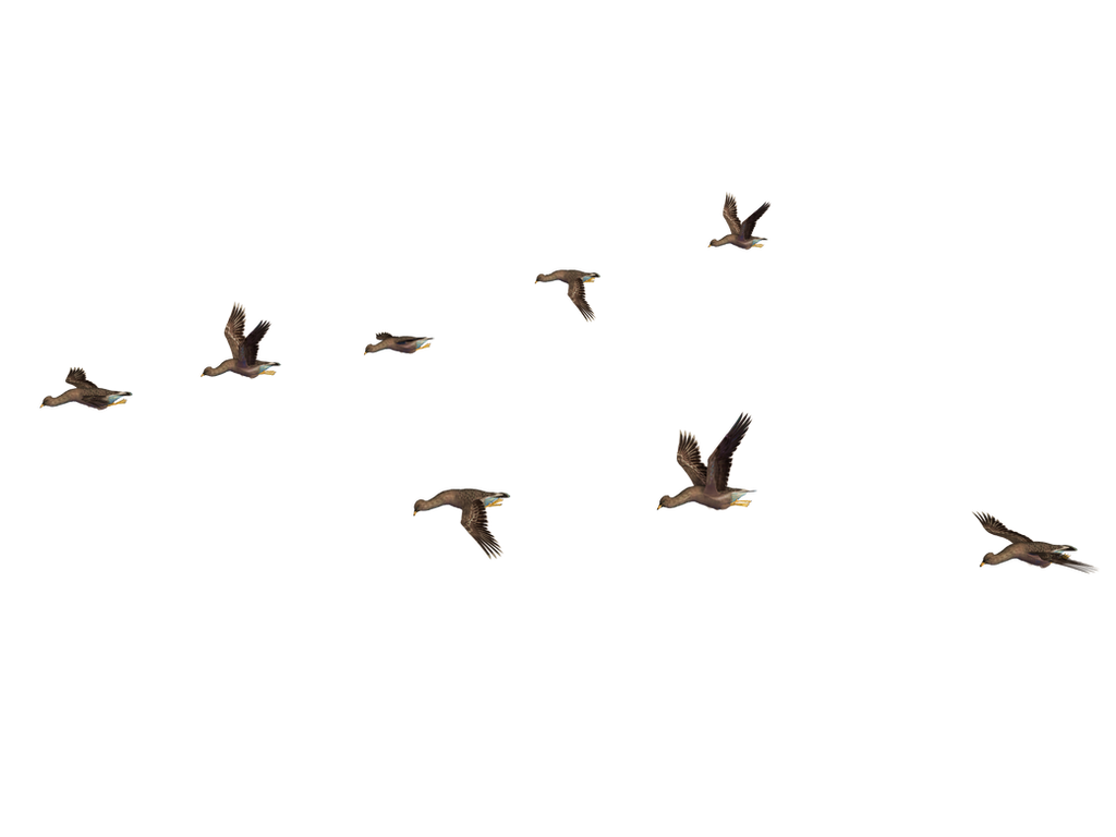 Detail Birds Fly Png Nomer 7