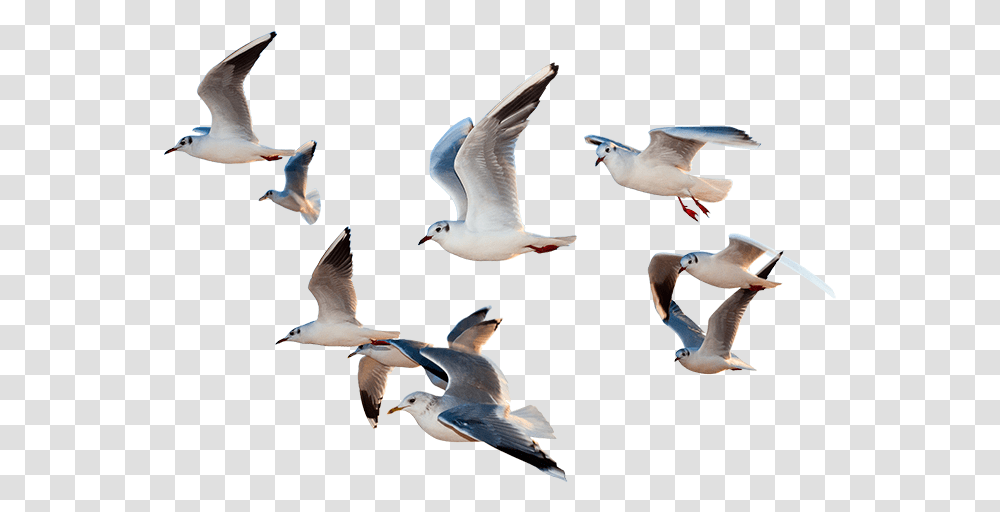 Detail Birds Flying Png Nomer 28