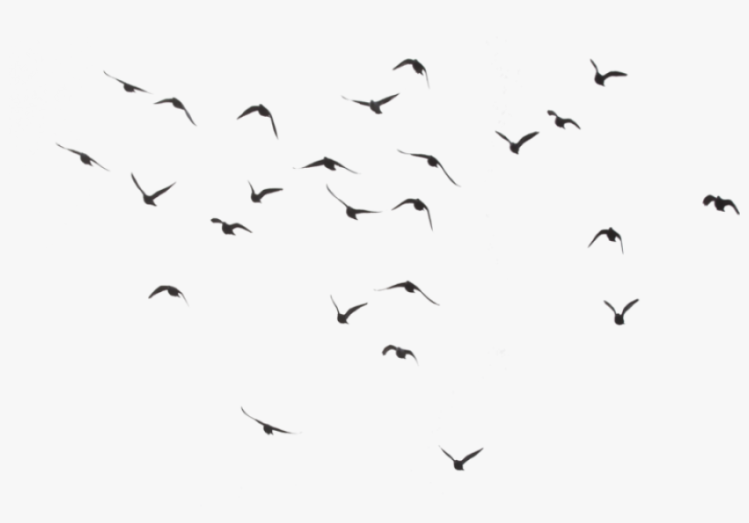 Detail Birds Flying Png Nomer 4