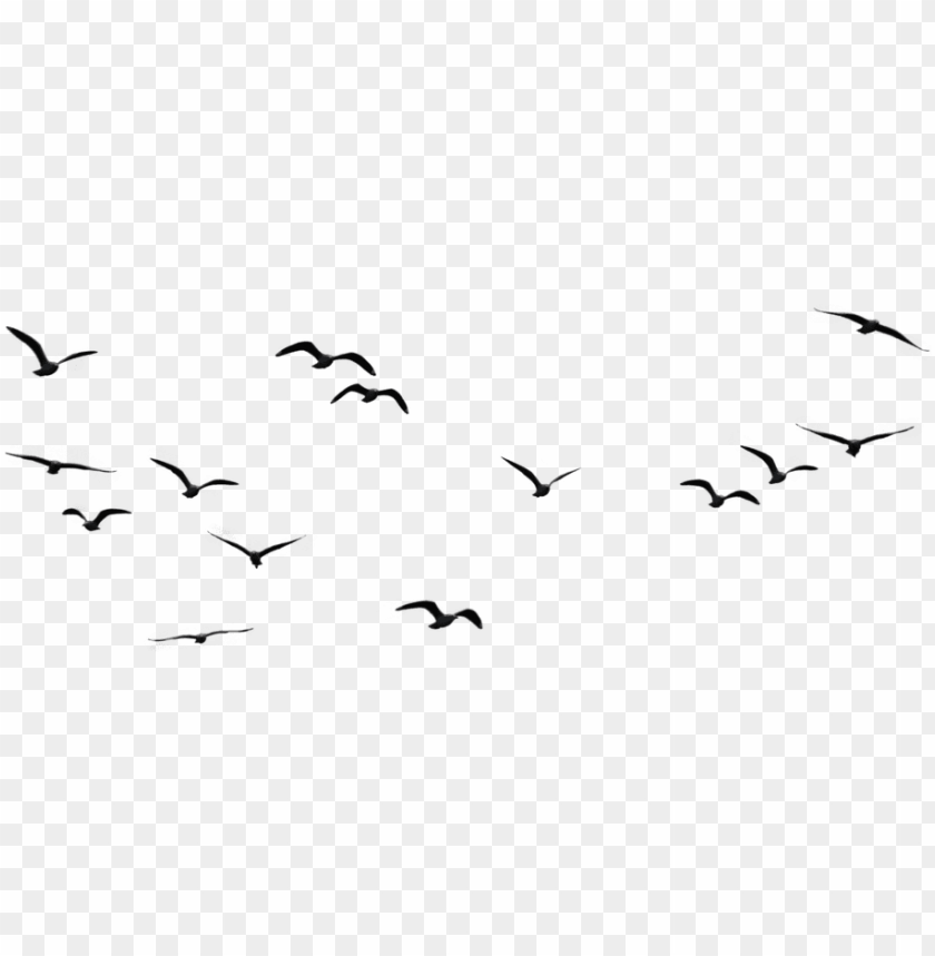 Detail Birds Flying Png Nomer 5