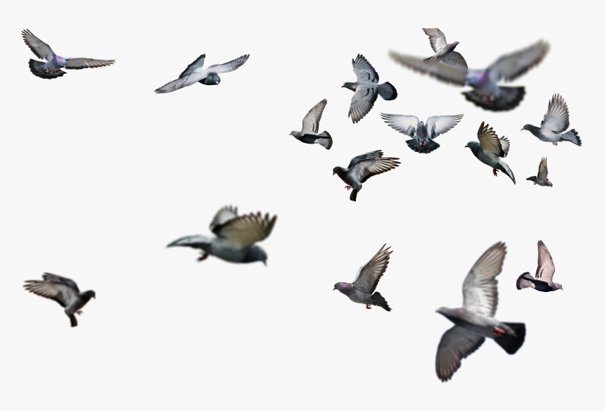 Detail Birds Flying Png Nomer 53