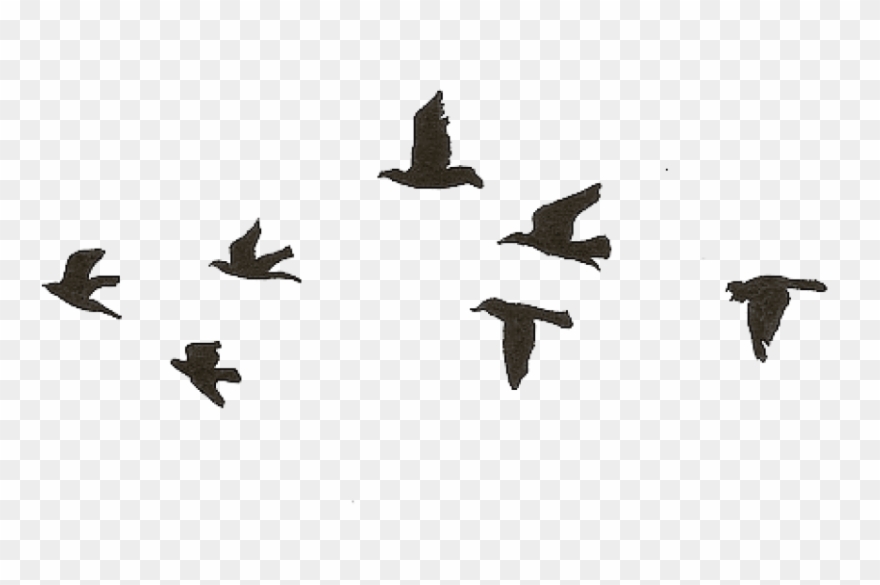Detail Birds Flying Png Nomer 8