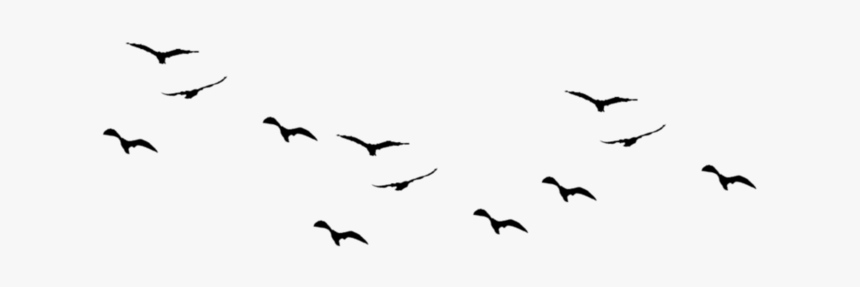 Detail Birds Flying Silhouette Png Nomer 14