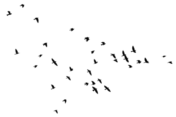 Detail Birds Flying Silhouette Png Nomer 17