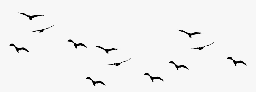 Detail Birds Flying Silhouette Png Nomer 24