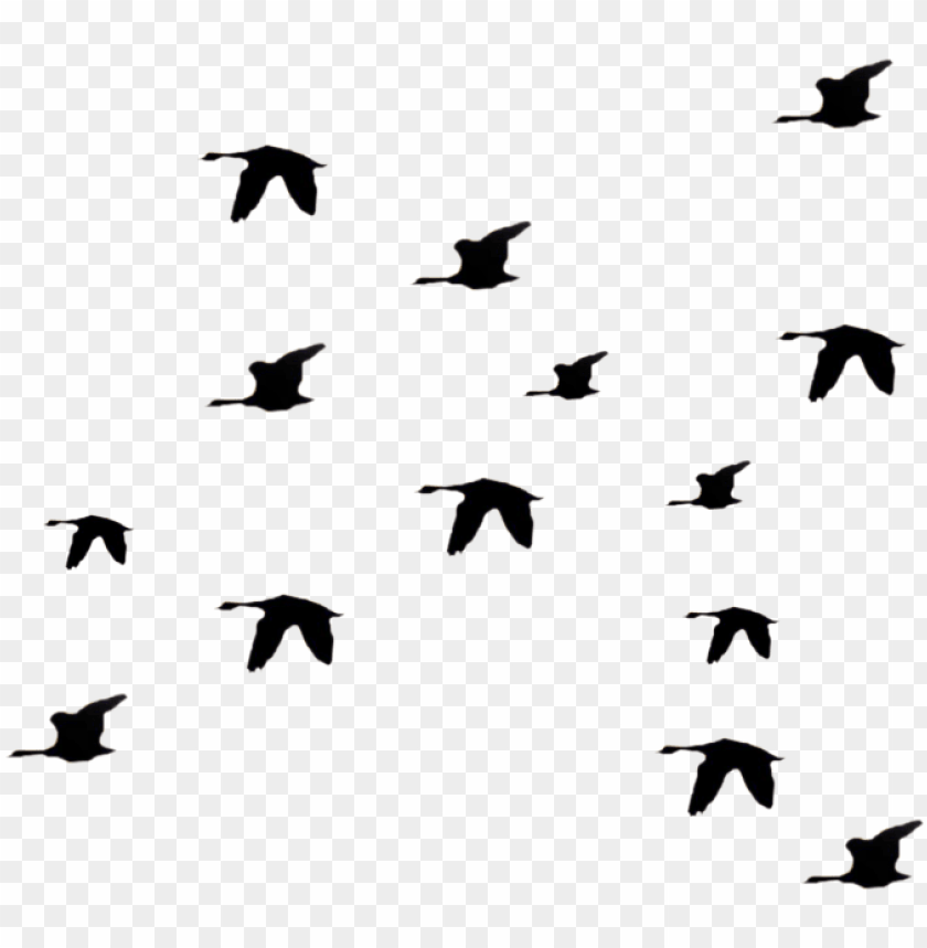 Detail Birds Flying Silhouette Png Nomer 25