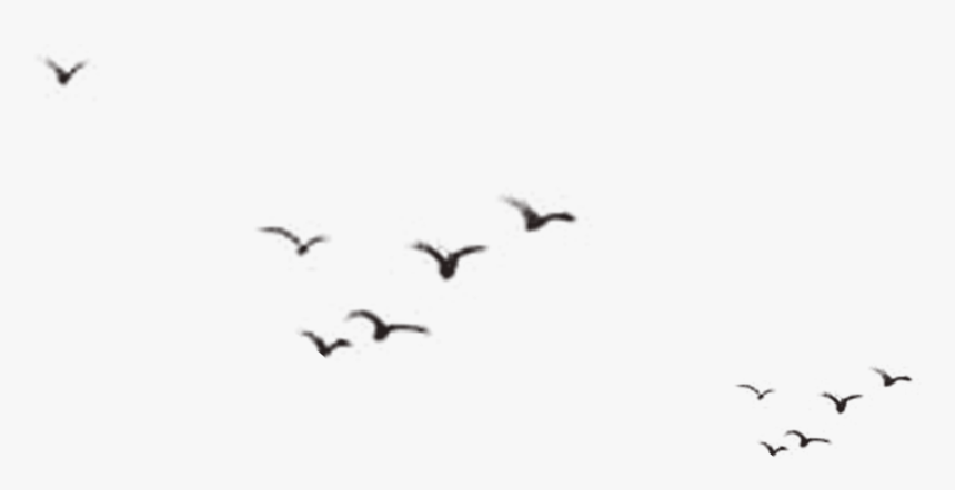 Detail Birds Flying Silhouette Png Nomer 28