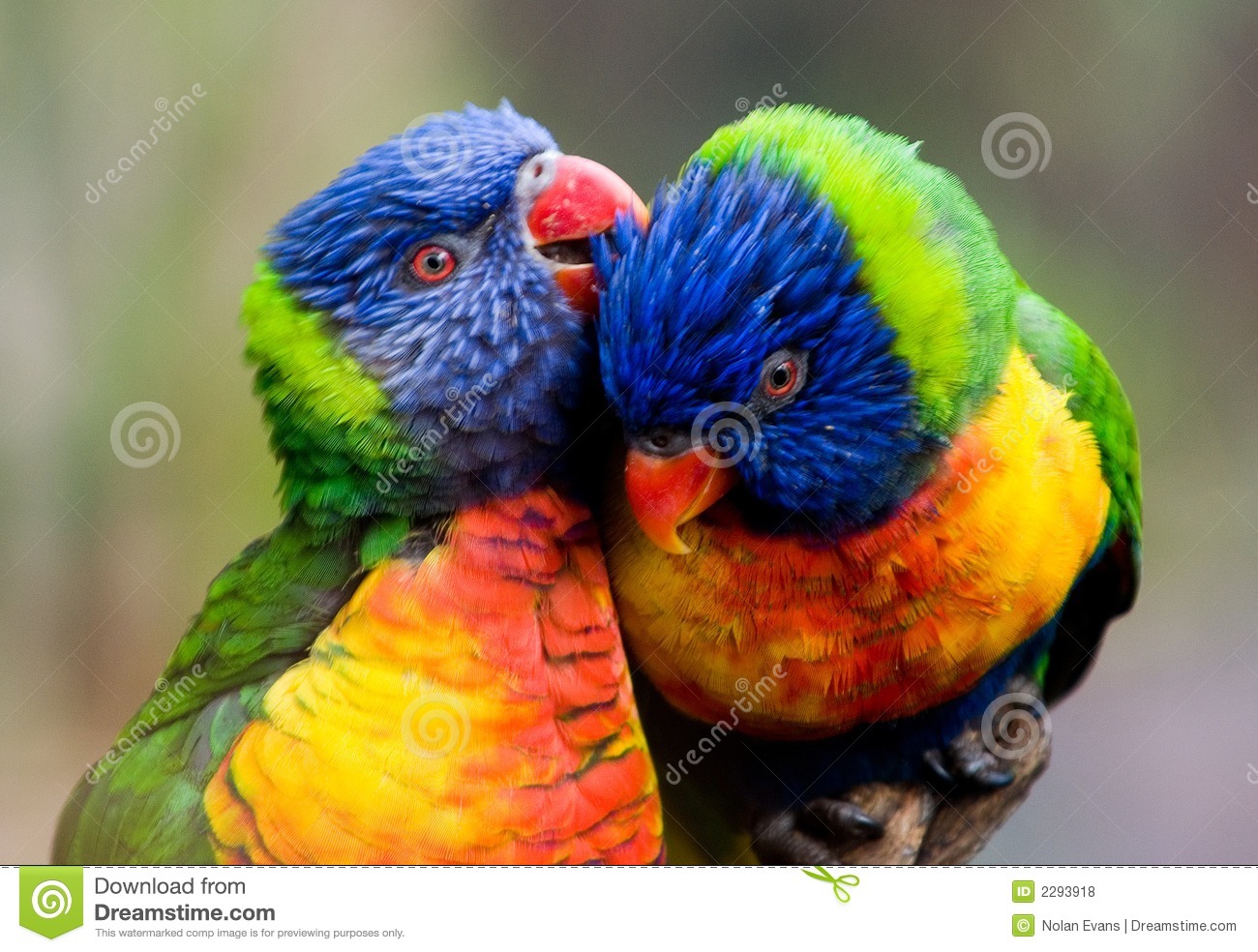 Detail Birds Images Free Download Nomer 26