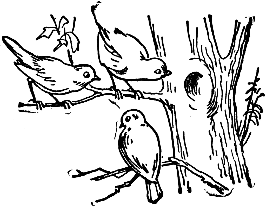 Detail Birds In Tree Clipart Nomer 30