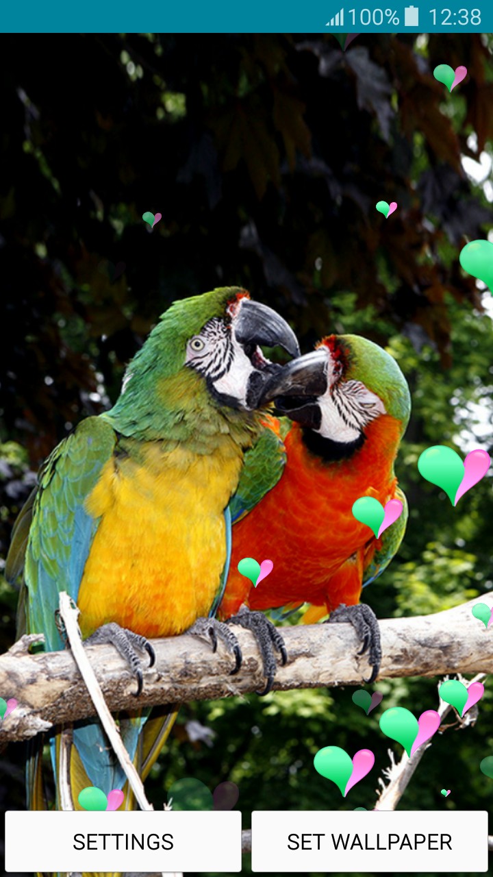 Detail Birds Live Wallpaper Nomer 16