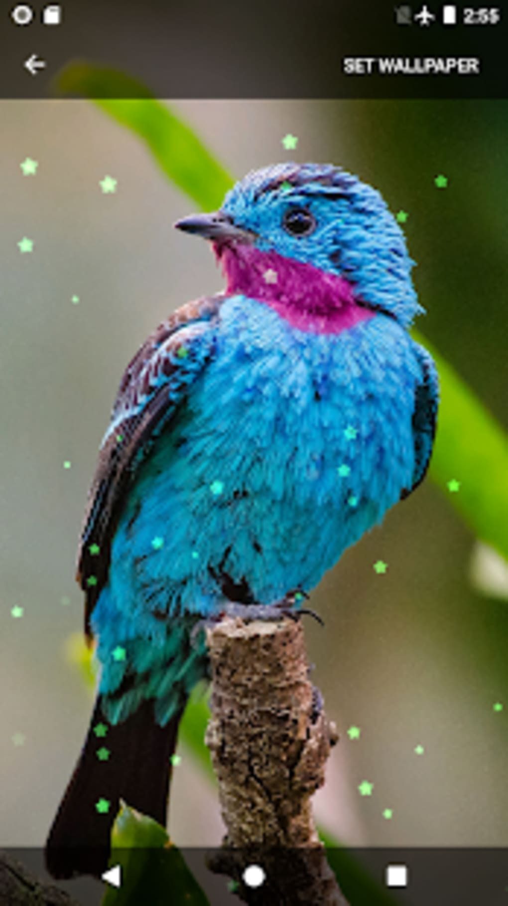 Detail Birds Live Wallpaper Nomer 37