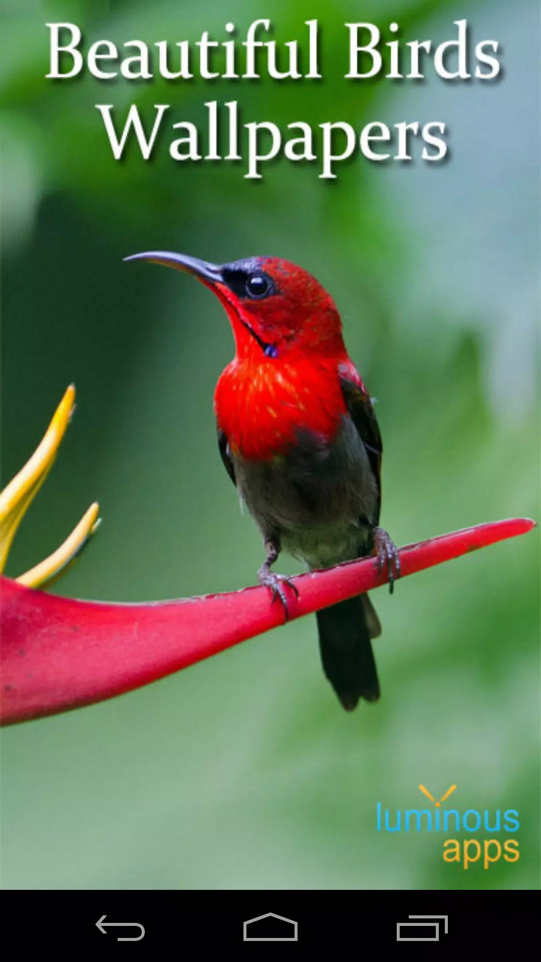 Detail Birds Live Wallpaper Nomer 9