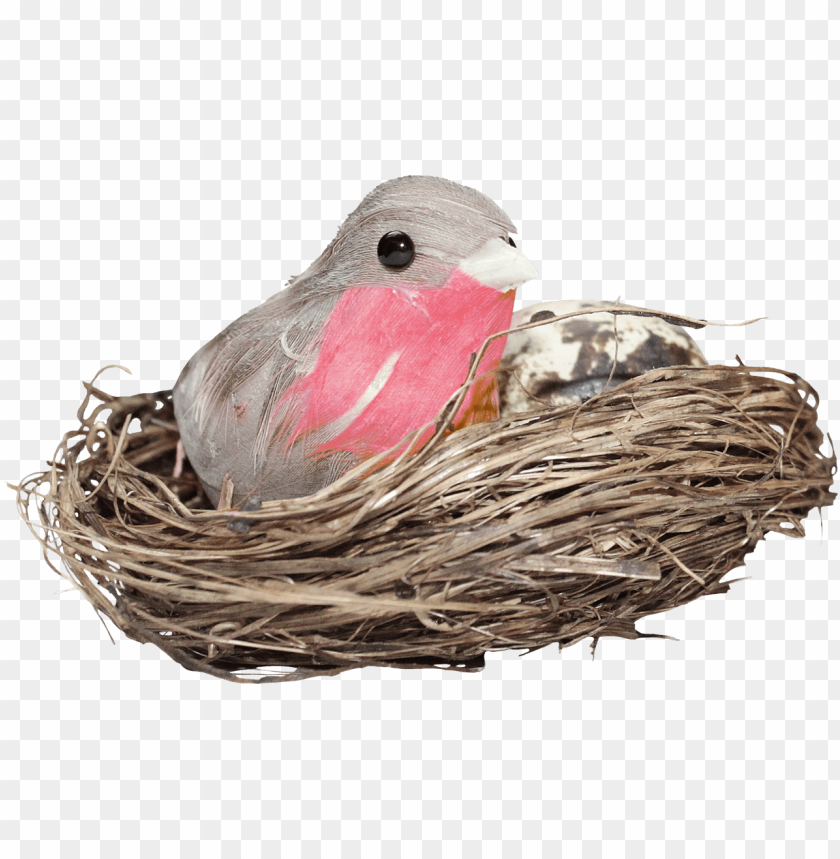 Detail Birds Nest Png Nomer 4