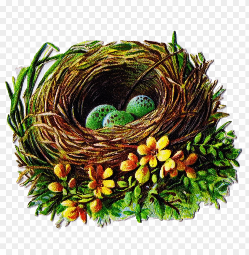 Detail Birds Nest Png Nomer 35