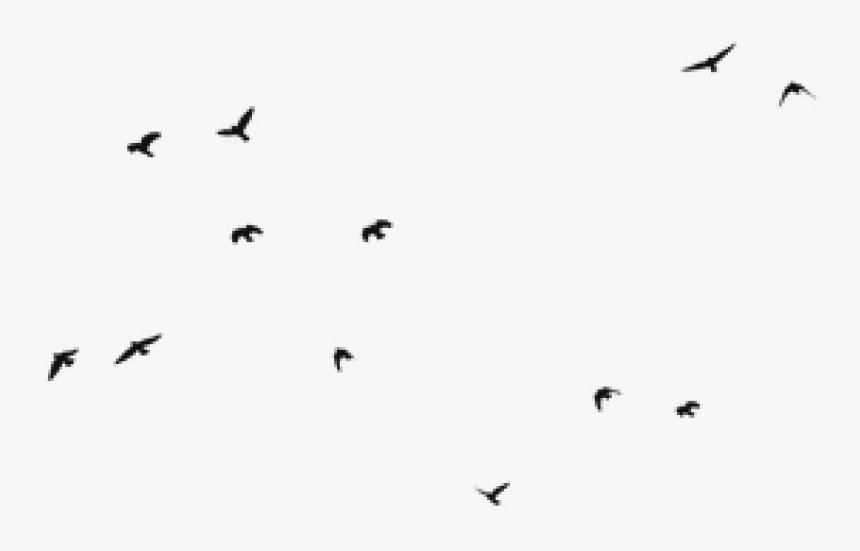 Detail Birds No Background Nomer 12