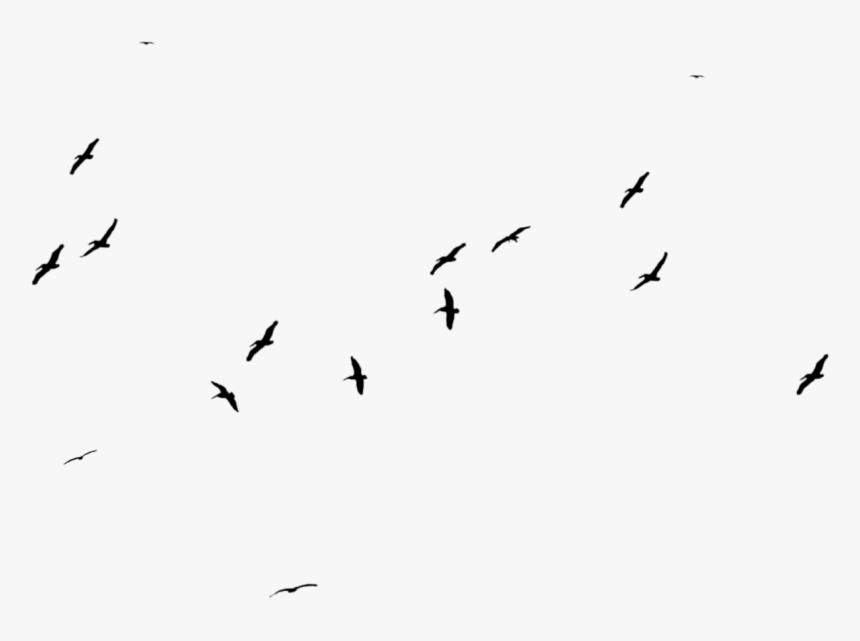 Detail Birds No Background Nomer 13