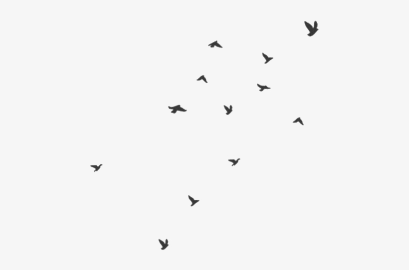 Detail Birds No Background Nomer 29
