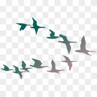 Detail Birds No Background Nomer 36