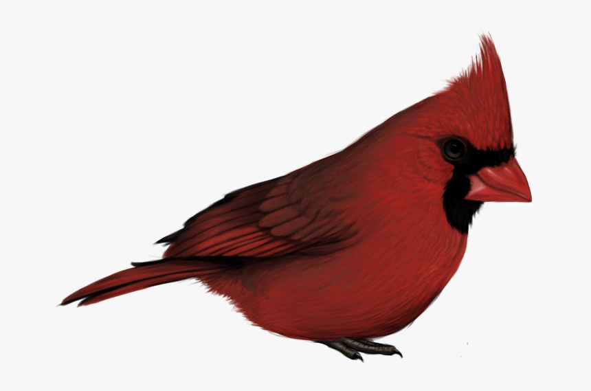 Detail Birds No Background Nomer 39