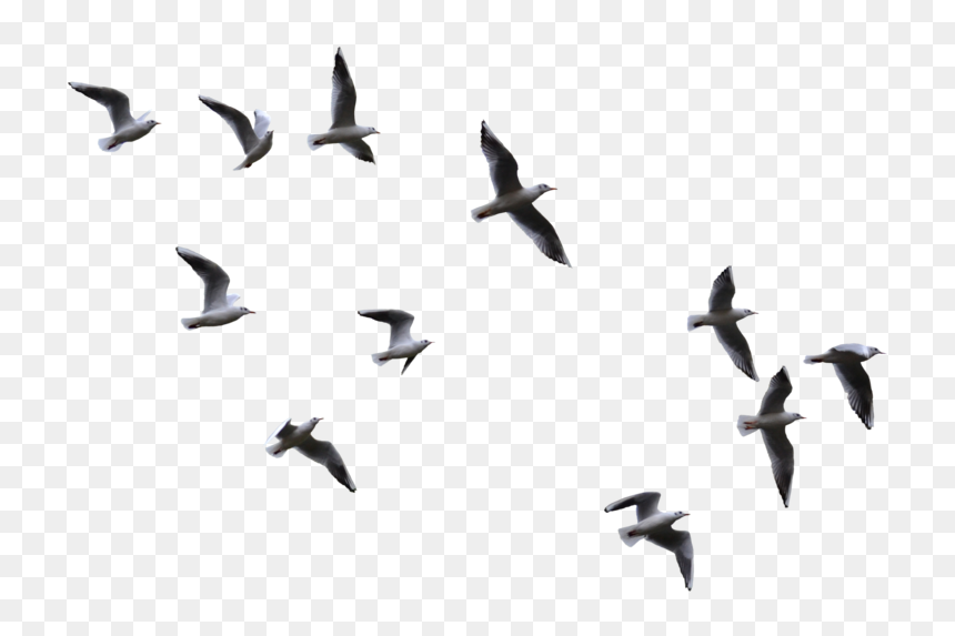 Detail Birds No Background Nomer 51