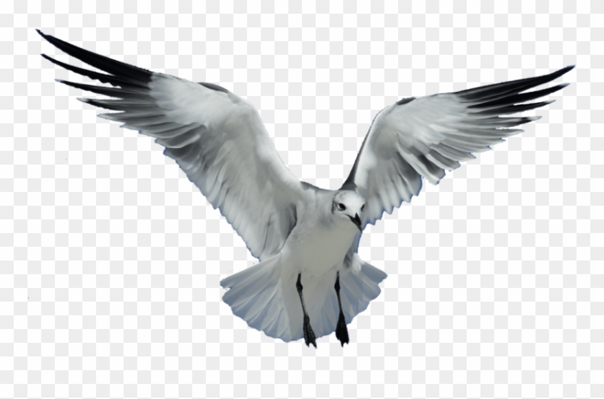 Detail Birds No Background Nomer 6