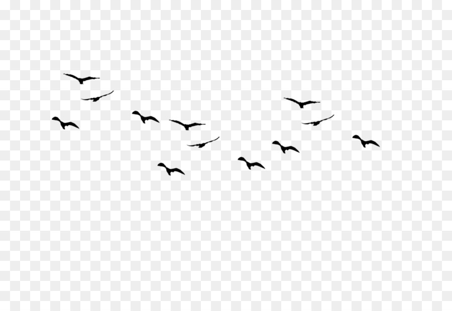 Detail Birds No Background Nomer 8