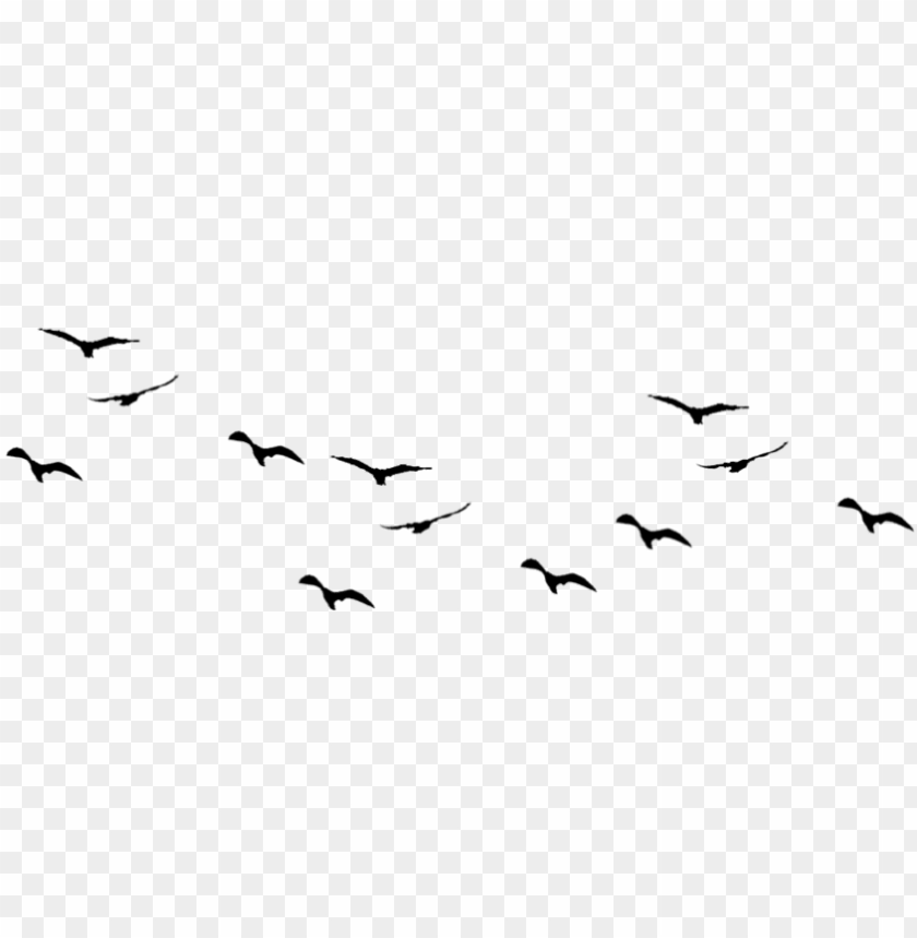 Detail Birds Png Nomer 24