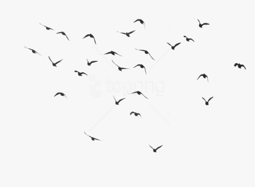 Detail Birds Png Nomer 26