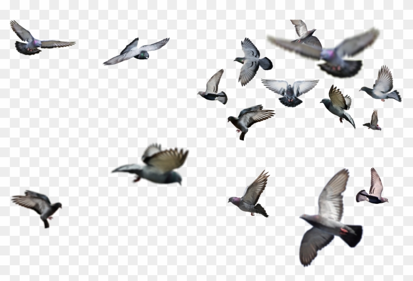 Detail Birds Png Nomer 35