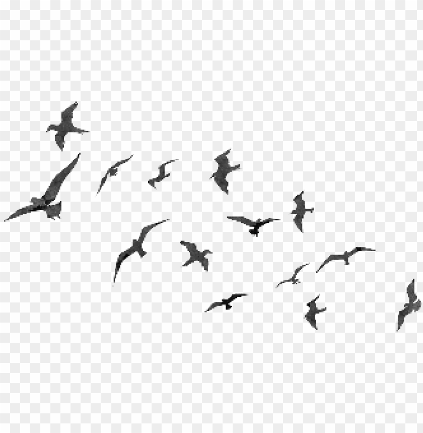 Detail Birds Png Nomer 10