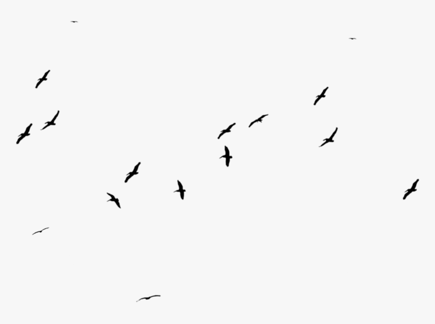 Detail Birds Png Images Nomer 12