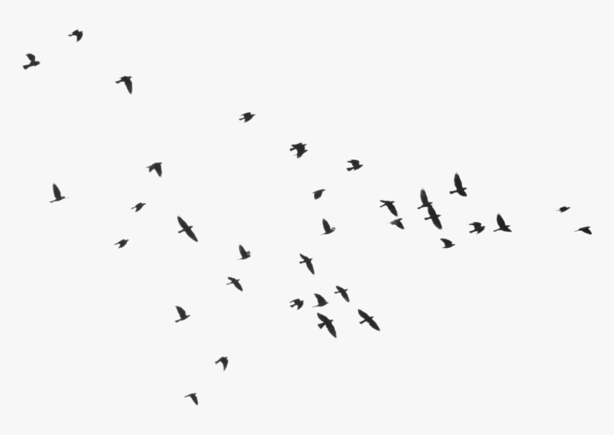 Detail Birds Png Images Nomer 45