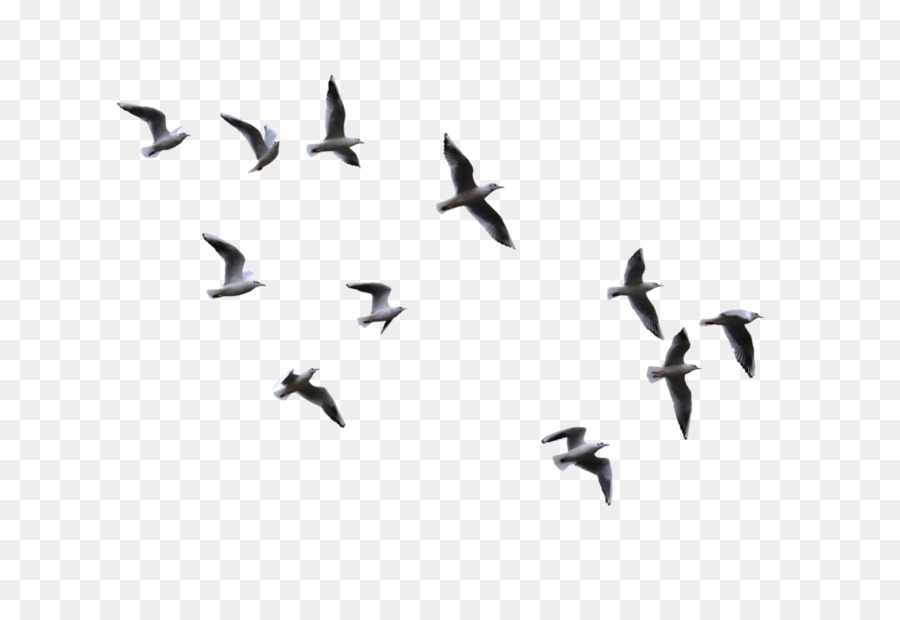 Detail Birds Png Images Nomer 9