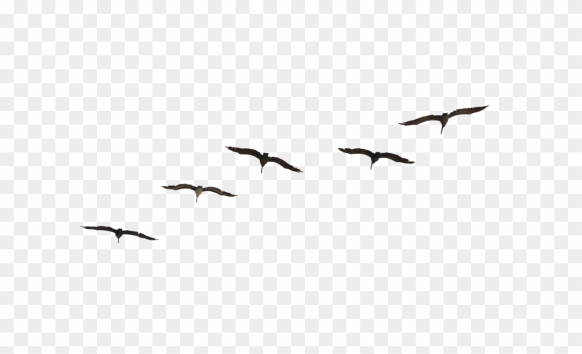 Detail Birds Png Transparent Nomer 11