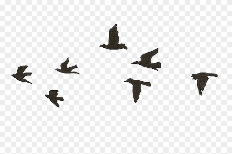 Detail Birds Png Transparent Nomer 20