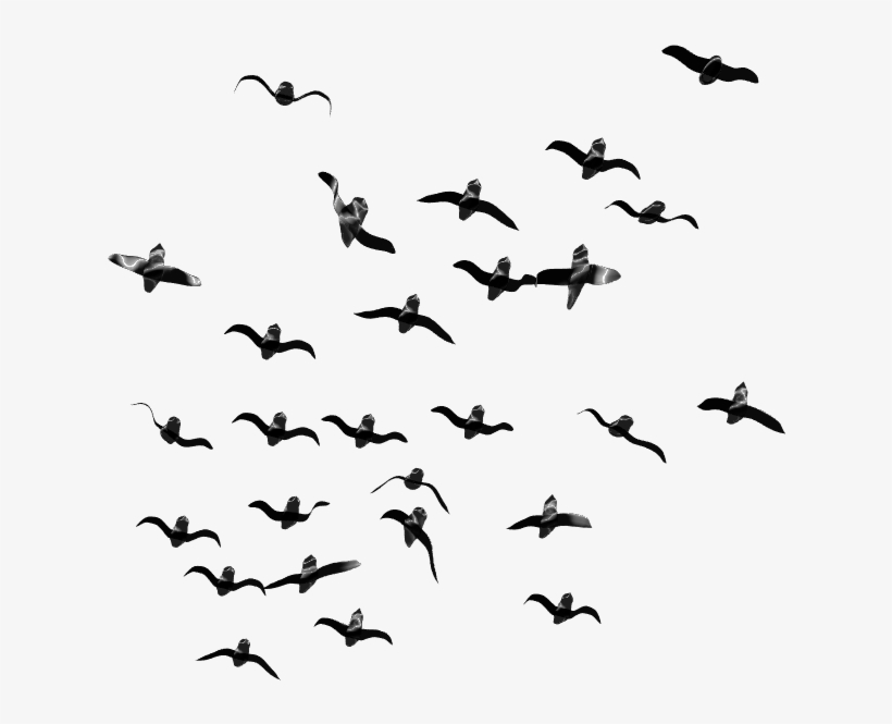 Detail Birds Png Transparent Nomer 25