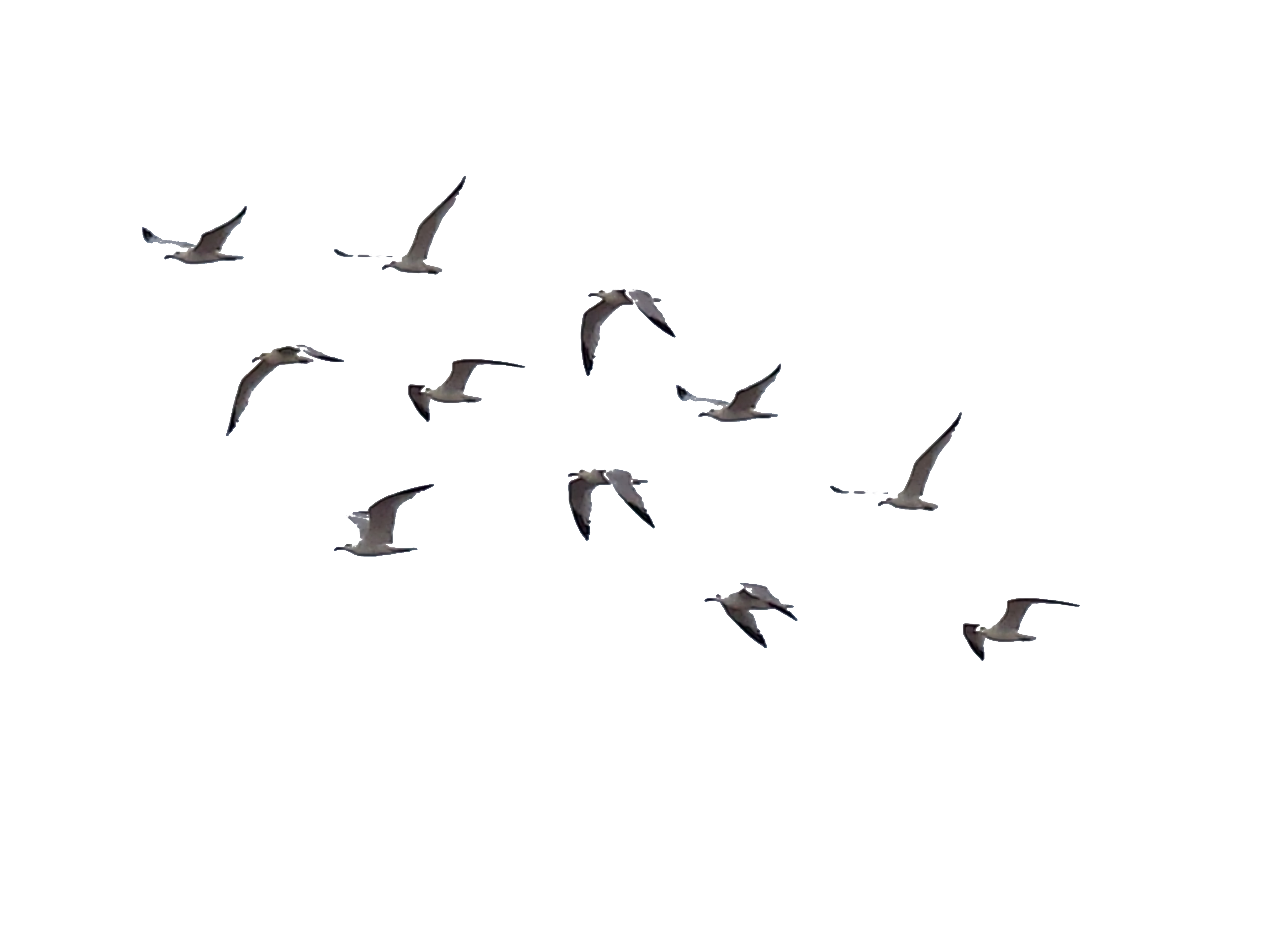 Detail Birds Png Transparent Nomer 27