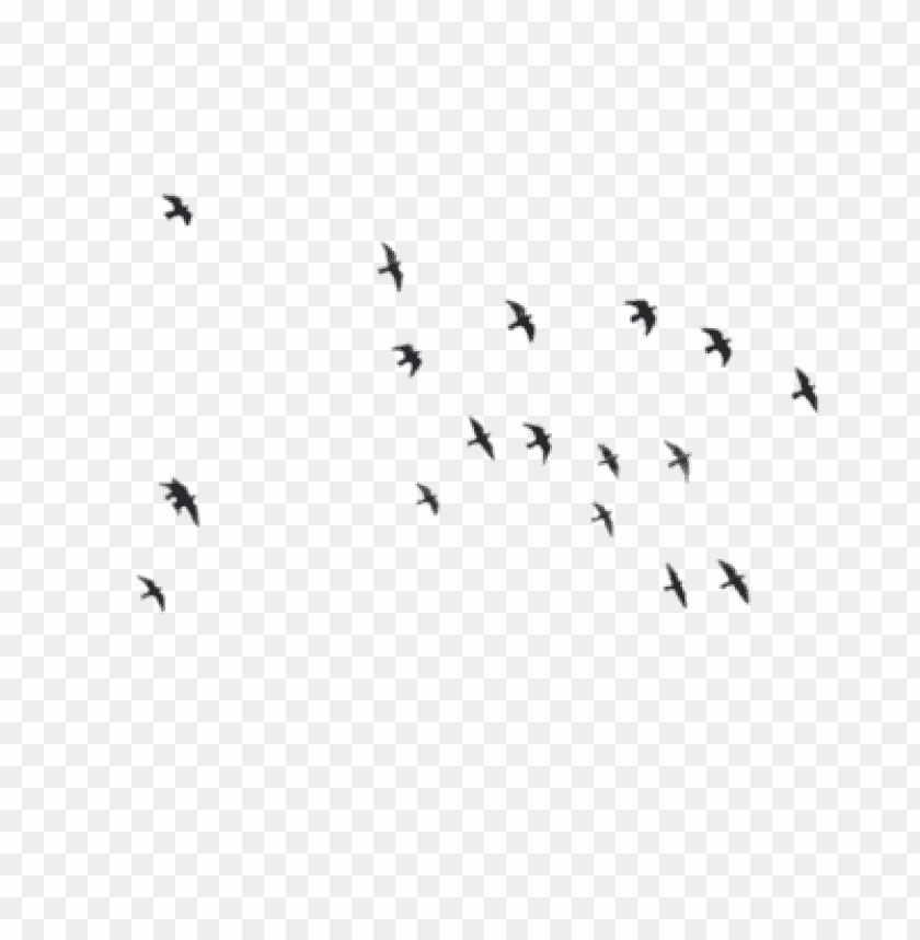 Detail Birds Png Transparent Nomer 30