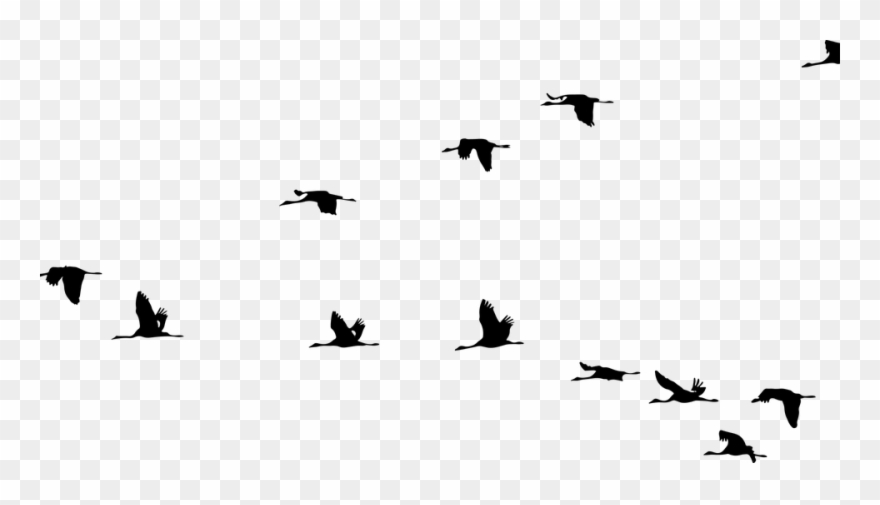 Detail Birds Png Transparent Nomer 34