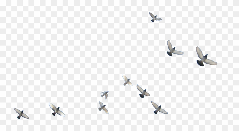 Detail Birds Png Transparent Nomer 43