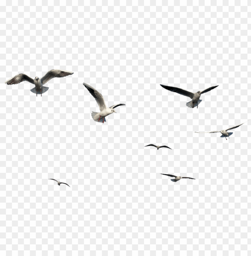 Detail Birds Png Transparent Nomer 8