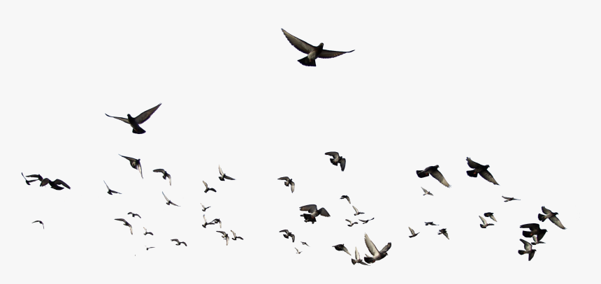 Detail Birds Transparent Background Nomer 9
