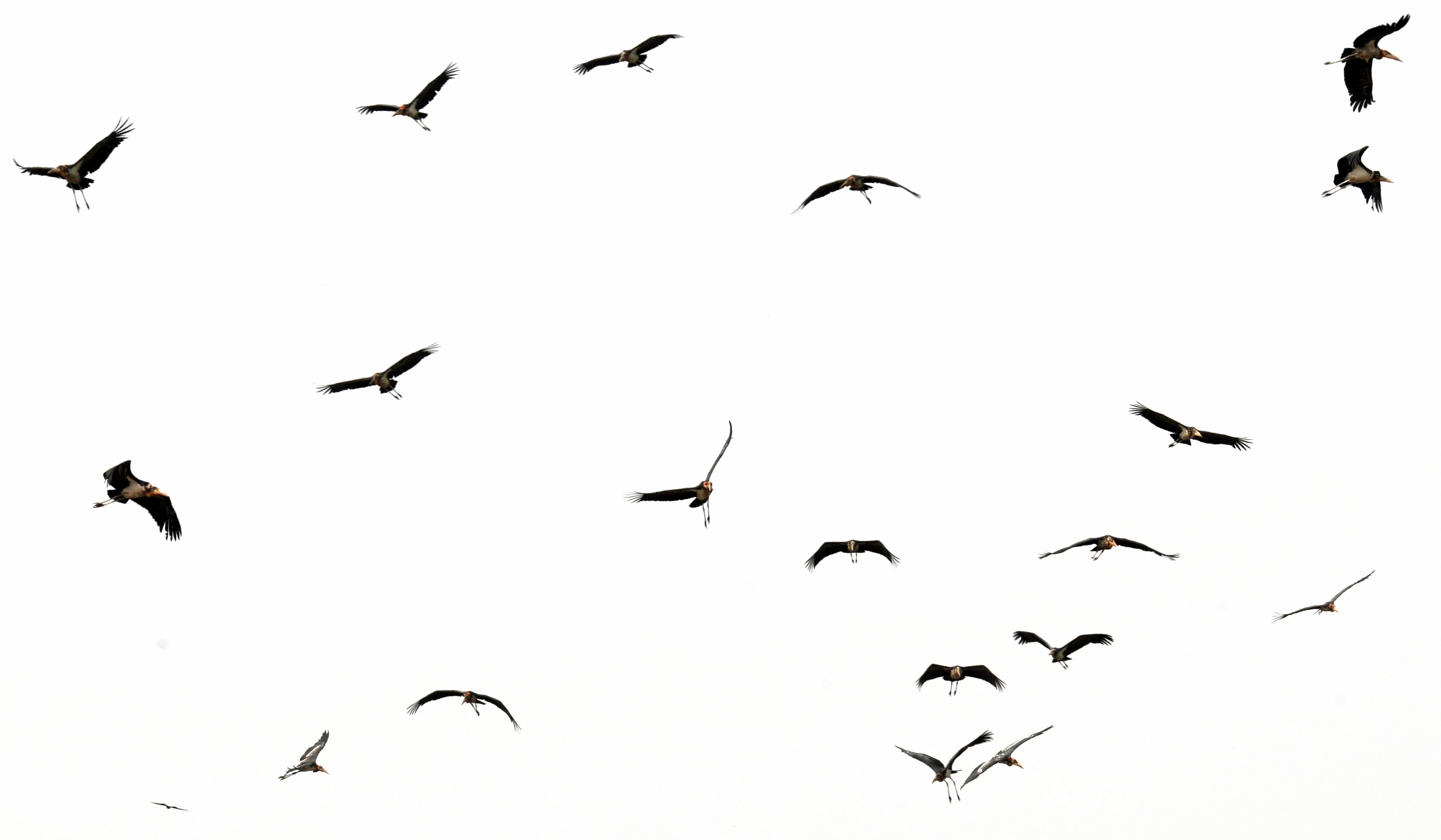 Detail Birds Transparent Background Nomer 13