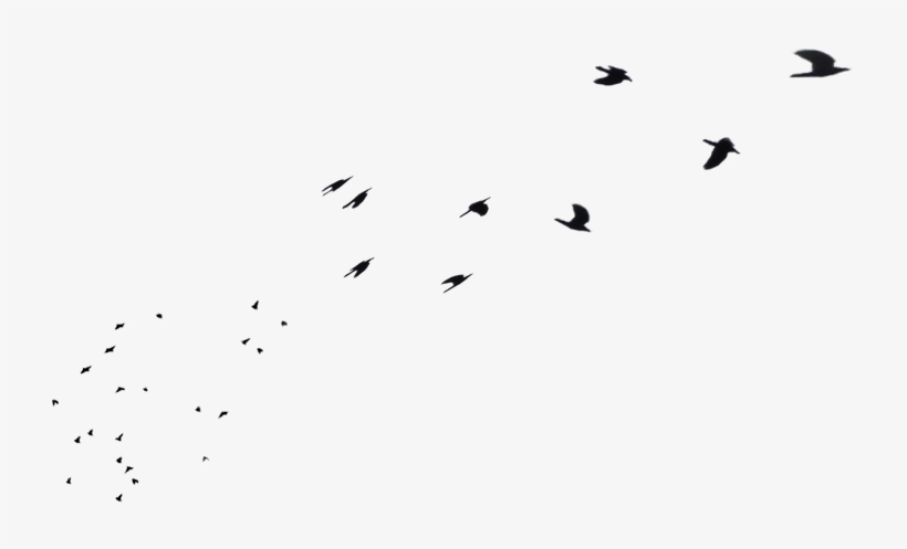 Detail Birds Transparent Background Nomer 22