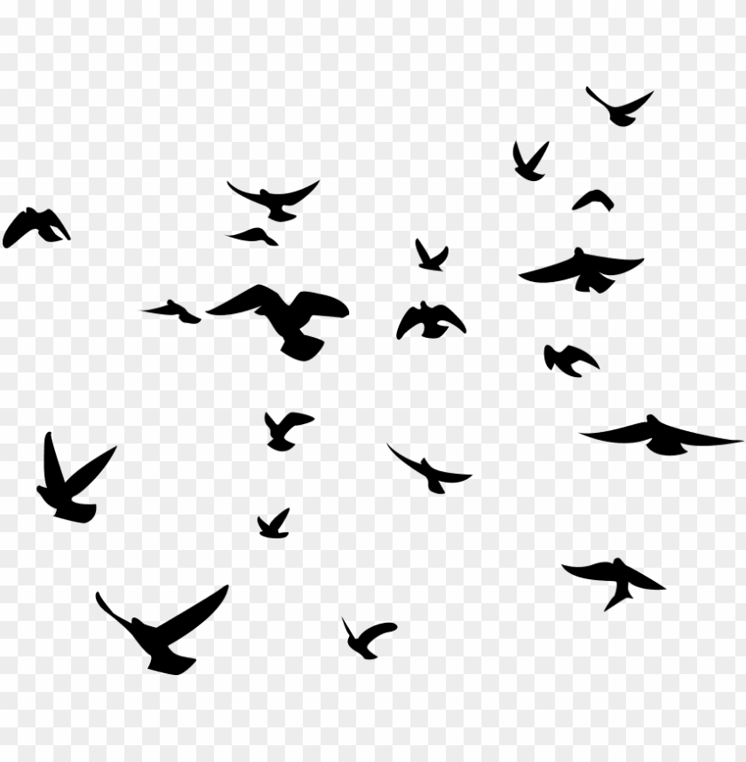 Detail Birds Transparent Background Nomer 3