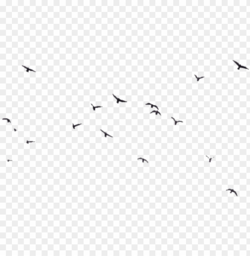 Detail Birds Transparent Background Nomer 29